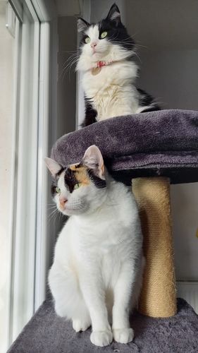 Avis photo d'un client sur Pâtée Chat Stérilisé Sans Céréales - Saumon