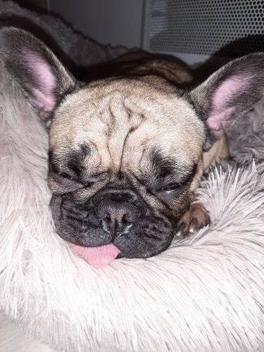 Customer photo review of Kuscheliges ergonomisches Hundebett "Wolke 7"