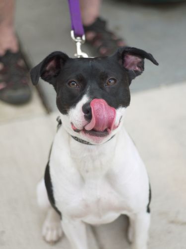 Customer photo review of Budapest Truffles