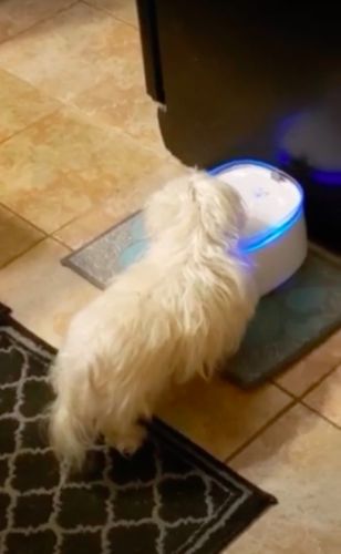 Customer photo review of Purified Pet Water Fountain