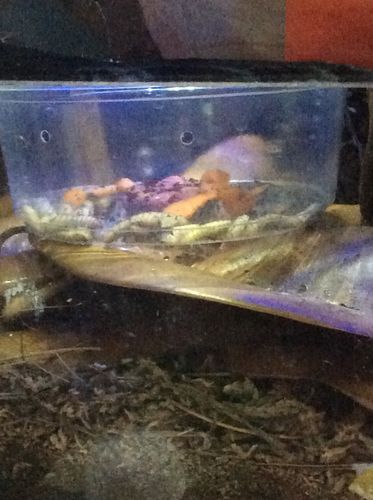 Customer photo review of GrubTerra Fresh Black Soldier Fly Larvae for Reptiles