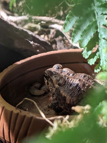 Customer photo review of GrubTerra Fresh Black Soldier Fly Larvae for Reptiles