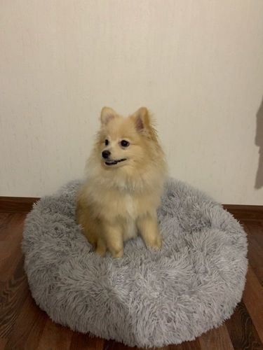 Customer photo review of Kuscheliges ergonomisches Hundebett "Wolke 7"