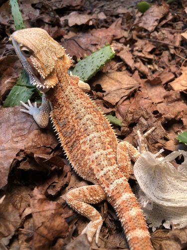 Customer photo review of GrubTerra Fresh Black Soldier Fly Larvae for Reptiles