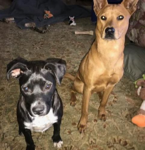 Customer photo review of ADULT CANINE FOOD BARS: TURKEY & DUCK RECIPE: BULK PACK 15.00% Off Auto renew