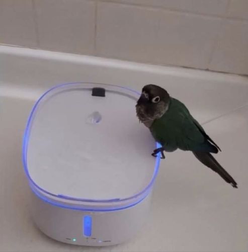 Customer photo review of Purified Pet Water Fountain