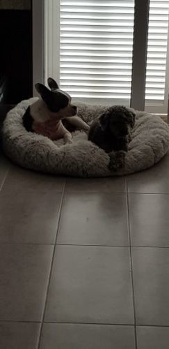 Customer photo review of Kuscheliges ergonomisches Hundebett "Wolke 7"