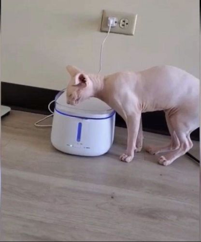 Customer photo review of Purified Pet Water Fountain