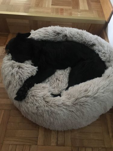 Customer photo review of Kuscheliges ergonomisches Hundebett "Wolke 7"