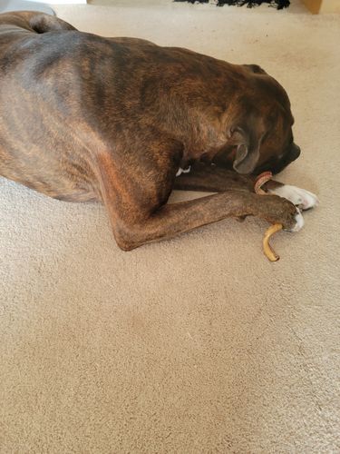 Customer photo review of Surprise Me Hooman Auto renew (Ships every 2 Months)