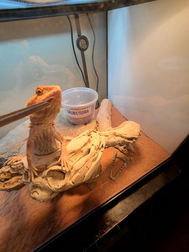 Customer photo review of GrubTerra Fresh Black Soldier Fly Larvae for Reptiles