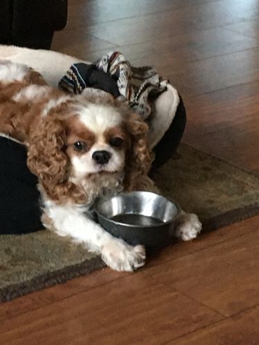 Customer photo review of You Will Have A Bunch Of Cavalier King Charles Spaniels F-Mask
