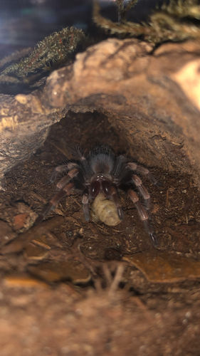 Customer photo review of GrubTerra Fresh Black Soldier Fly Larvae for Reptiles