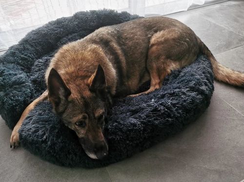Customer photo review of Kuscheliges ergonomisches Hundebett "Wolke 7"