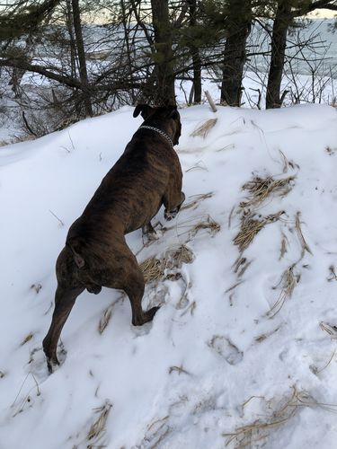 Customer photo review of Women’s Hiking Boots – Brown