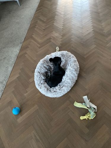 Customer photo review of Kuscheliges ergonomisches Hundebett "Wolke 7"