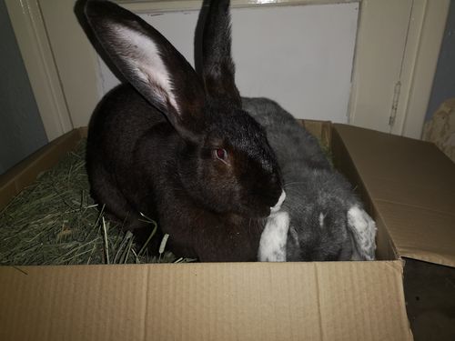 Customer photo review of Timothy Hay Box 'Blend'