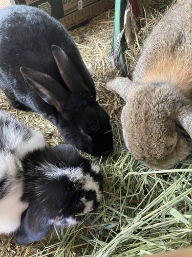 Customer photo review of 50/50 Hay Box