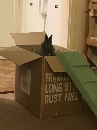 Customer photo review of Timothy Hay Box 'Coarse Cut'