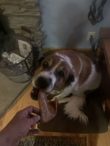 Customer photo review of PIG EARS