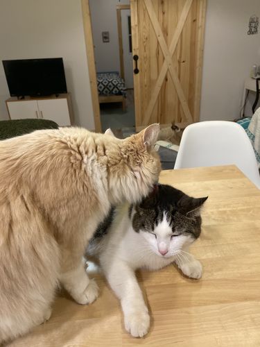 Customer photo review of Crumb Black Mug 15oz (2-sided)