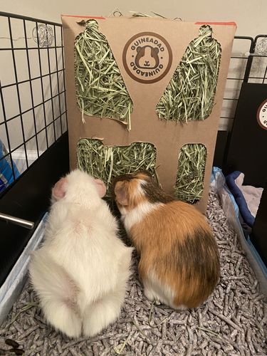 Customer photo review of GuineaDad Nourish Series - Timothy Hay (3 Pack)