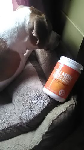 Customer photo review of Salmon Omega Soft Chew Bites for Dogs - 120 Count