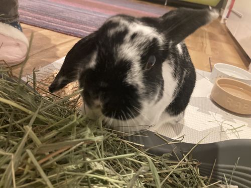 Customer photo review of Timothy Hay Box 'Blend'