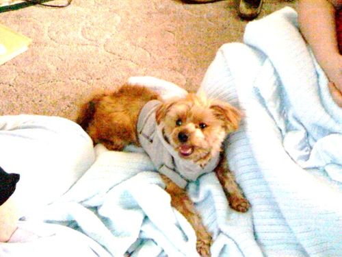 Customer photo review of Budapest Truffles