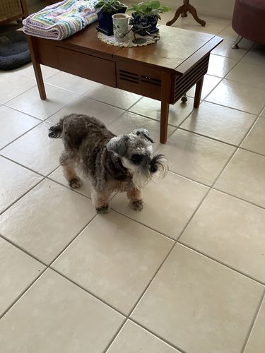 Customer photo review of Spritzer Colognes - for dogs