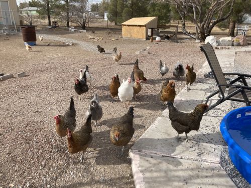 Customer photo review of GrubTerra Dried Larvae