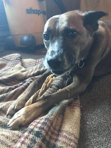 Customer photo review of Surprise Me Hooman Auto renew