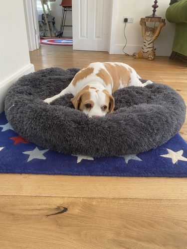 Customer photo review of Calming Bed (Improved Design)