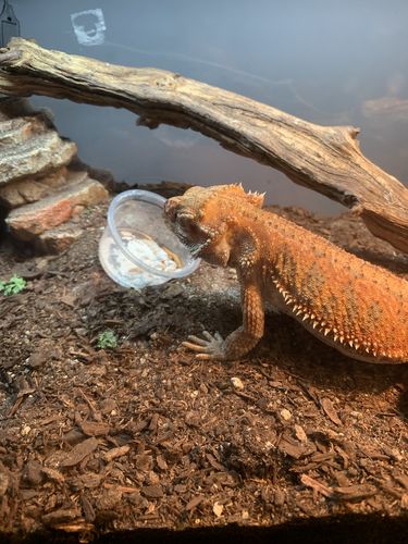 Customer photo review of GrubTerra Fresh Black Soldier Fly Larvae for Reptiles