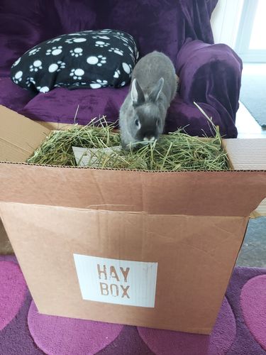 Customer photo review of Timothy Hay Box 'Blend'