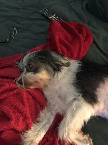 Customer photo review of Ruff Skin Salvation - Skin repair balm for dogs