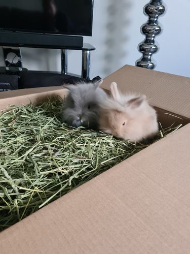 Customer photo review of Timothy Hay Box 'Blend'