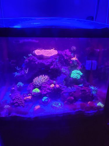 Customer photo review of Reef-Roids Nano