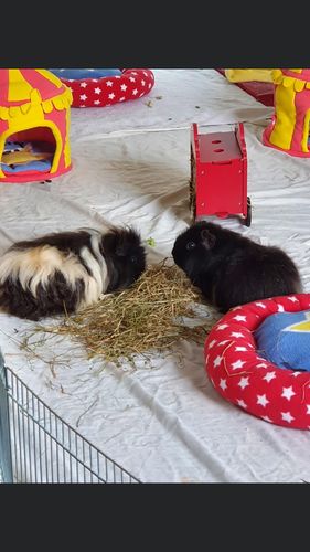 Customer photo review of Meadow Hay Box