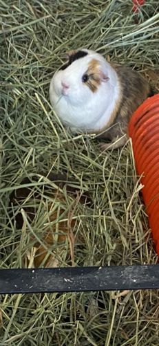 Customer photo review of Timothy Hay Box 'Blend'