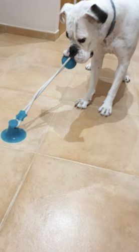 Customer photo review of Solvani Dog Pull Toy