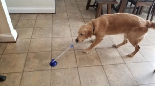 Customer photo review of Solvani Dog Pull Toy