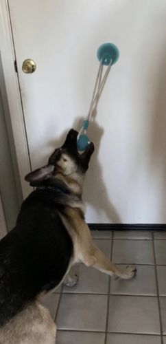 Customer photo review of Solvani Dog Pull Toy