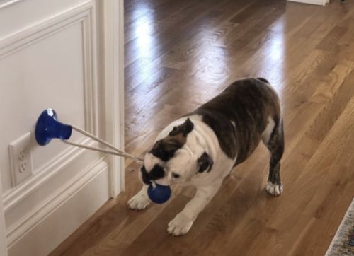 Customer photo review of Solvani Dog Pull Toy