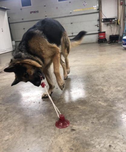 Customer photo review of Solvani Dog Pull Toy