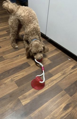 Customer photo review of Solvani Dog Pull Toy