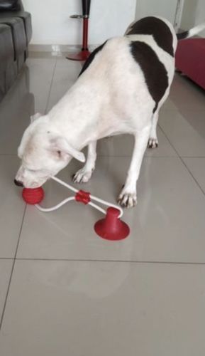 Customer photo review of Solvani Dog Pull Toy