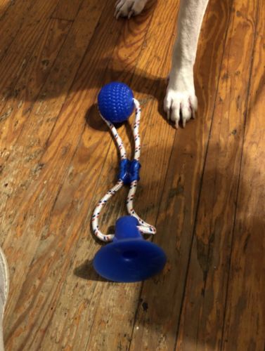 Customer photo review of Solvani Dog Pull Toy