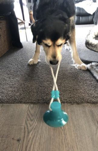 Customer photo review of Solvani Dog Pull Toy