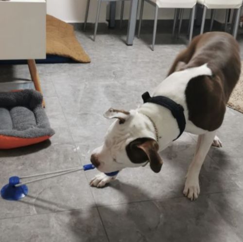 Customer photo review of Solvani Dog Pull Toy